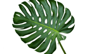 Propagating Monstera Without Node - The truth revealed