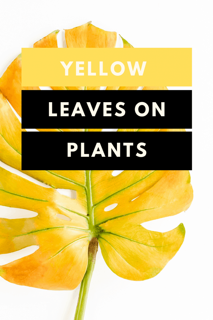 Yellow Leaves On Plants - Causes, Remedies & Solutions 1