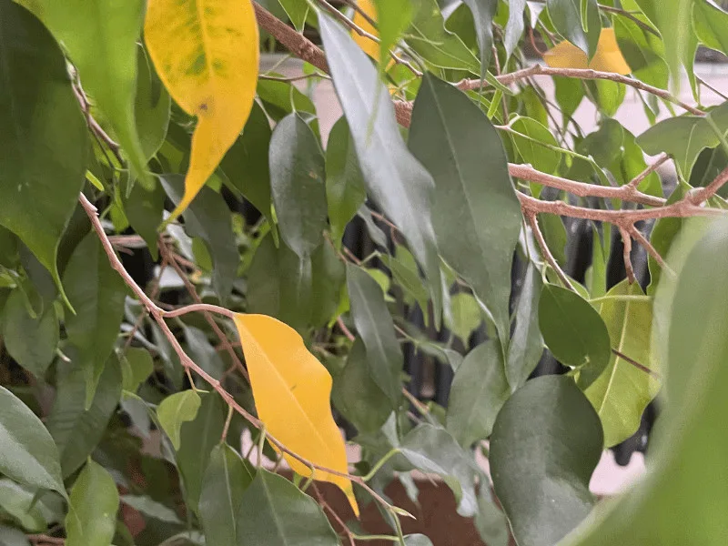 Yellow leaves on plants are caused by overwatering, pests, diseases, nutrient deficiencies, underwatering, the wrong soil, or a natural cause due to leaf age
