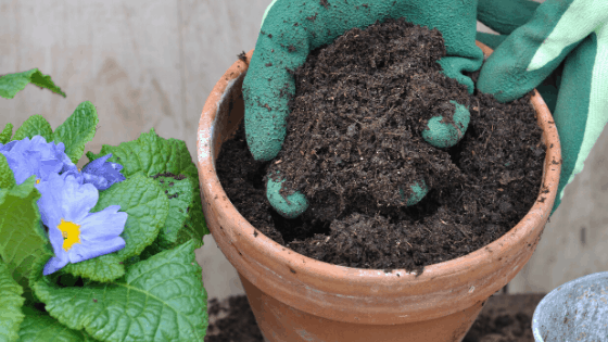 6 Best Potting Mix Choices for Vegetables