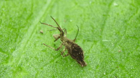 How To Get Rid Of Springtails – #1 Best Guide