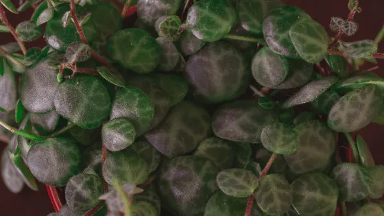 Peperomia Prostrata String of Turtles Care and its unique patterned leaves