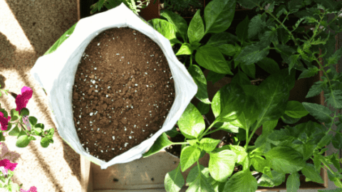 Best Potting Mix for Vegetables – The 6 Winners!