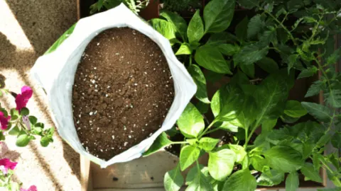 Best Potting Mix for Vegetables &ndash; The 6 Winners!