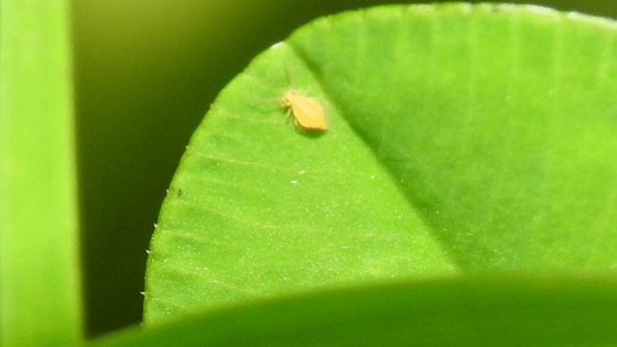 Springtail on a leaf