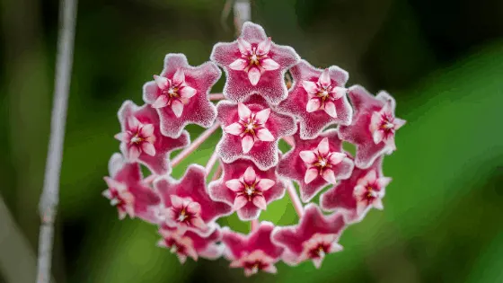 Hoya Pubicalyx Star-Shaped Wax Flower