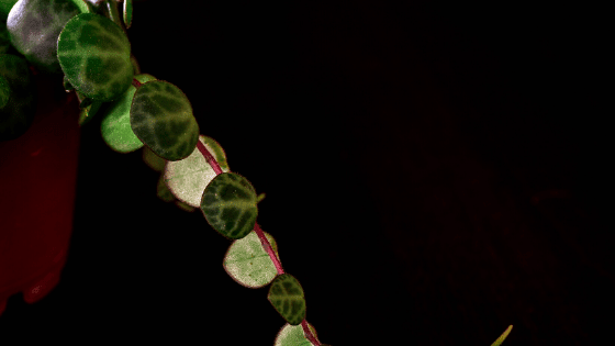 String of Turtles is another String of plant besides String of Hearts and String of Pearls