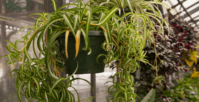 Hanging Basket Plant Spider Plant
