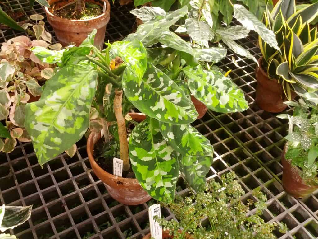  Aglaonema  Pictum Tricolor Camouflage Plant Care 