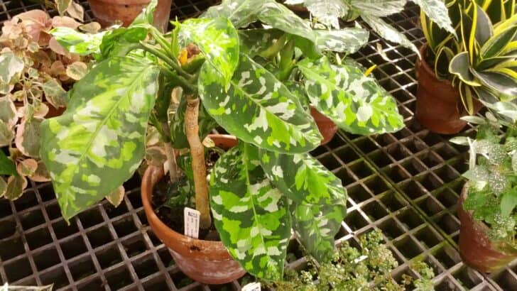 Aglaonema Pictum Tricolor Care – #1 Best Guide