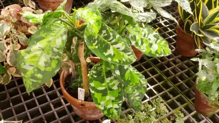 Aglaonema Pictum Tricolor Care &ndash; #1 Best Guide