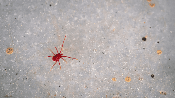 Tetranychus Urticae Control – How to kill Spider Mites
