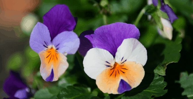Acid-loving Houseplants: African Violets