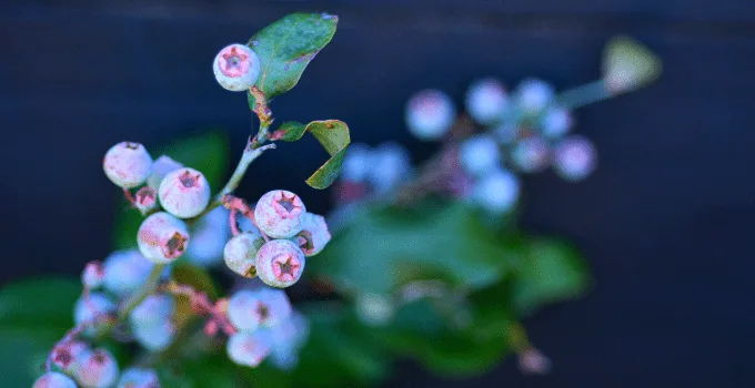Acid-loving Houseplants: Blueberry plant
