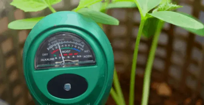 Acid-loving Houseplants: Soil Meter