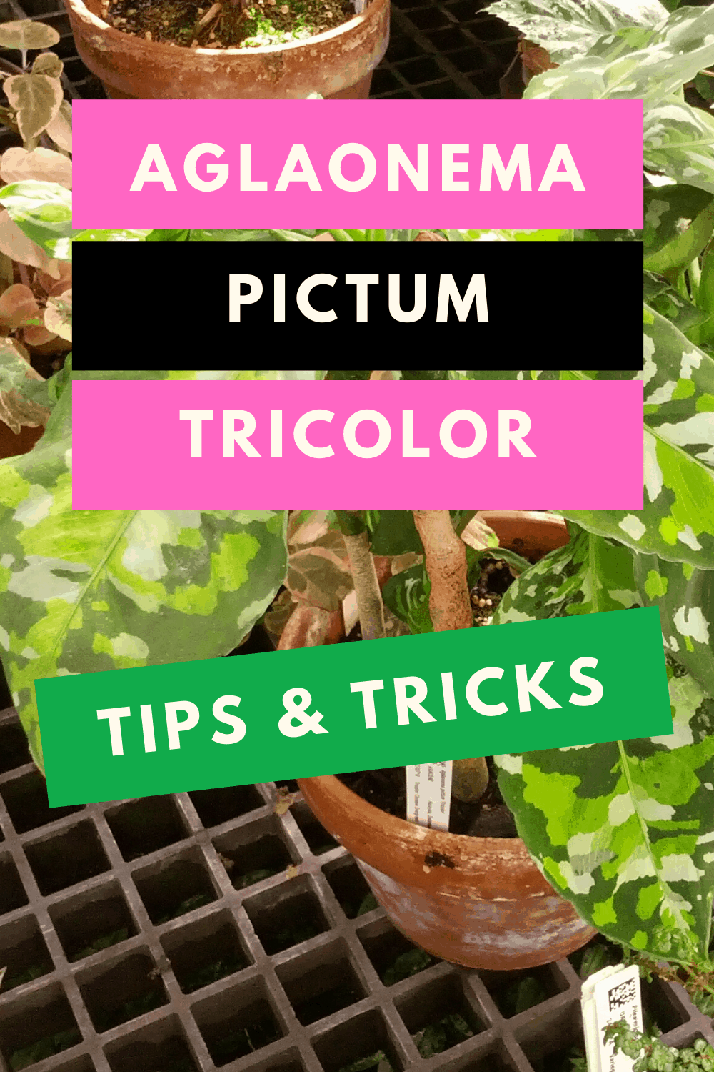 Aglaonema Pictum Tricolor Care