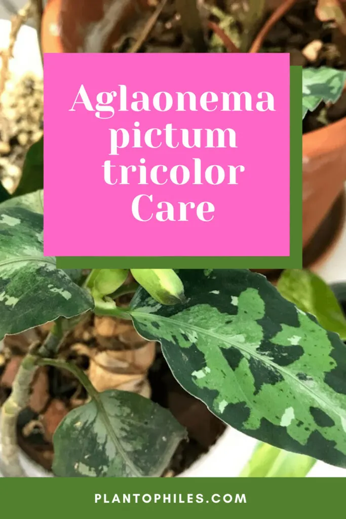 Aglaonema pictum tricolor Care