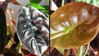 Alocasia Cuprea Plant Care