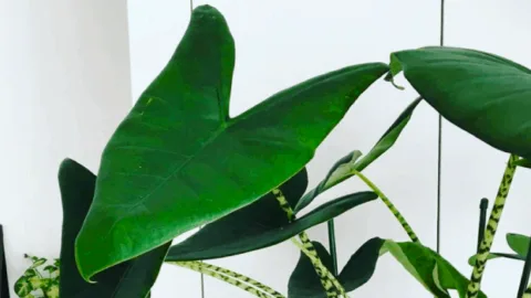 How to Grow and Care for Alocasia Black Velvet