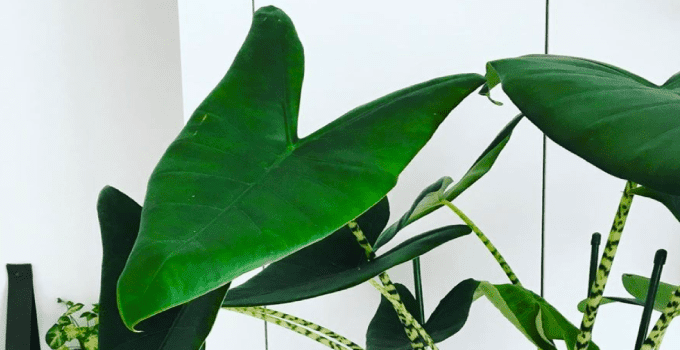 Alocasia Zebrina Plant Care