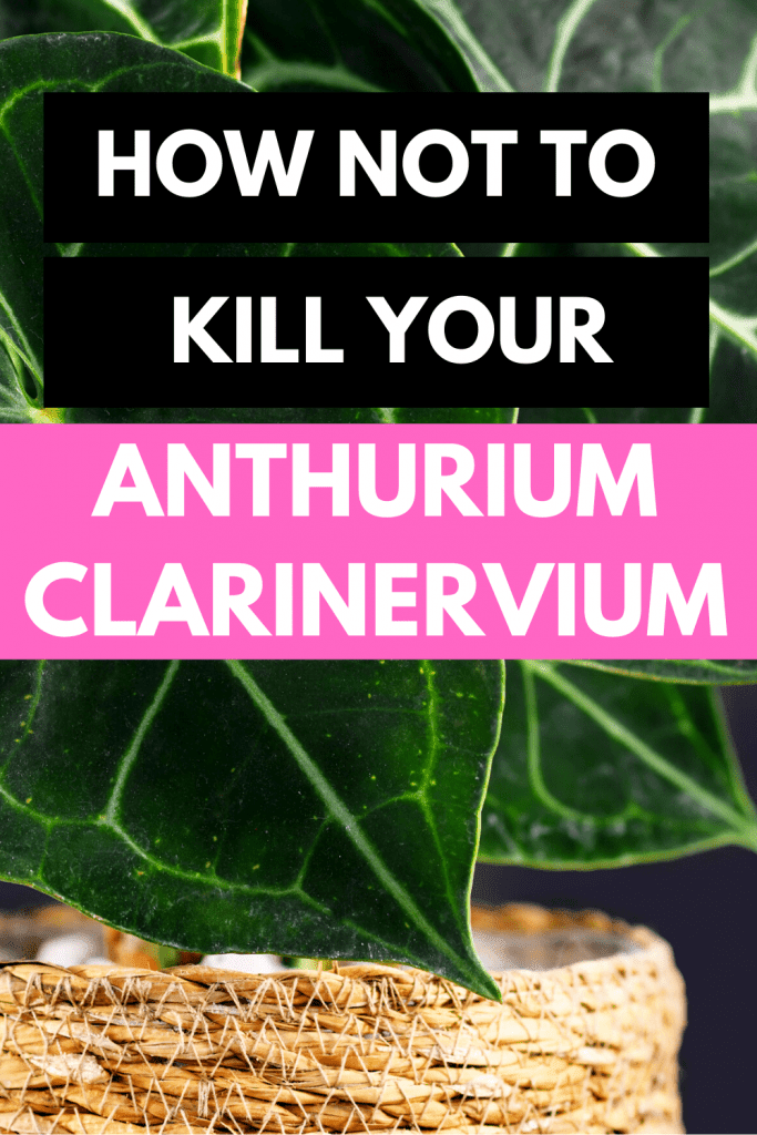 Anthurium Clarinervium Plant Care