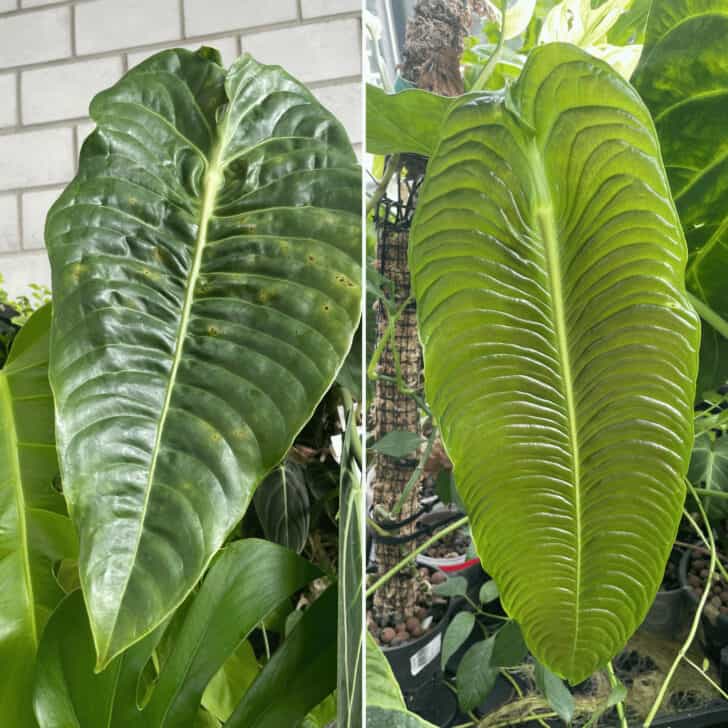 Anthurium Veitchii Care - #1 Best KING Guide