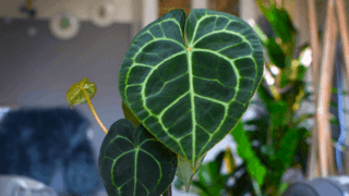Anthurium clarinervium Plant Care