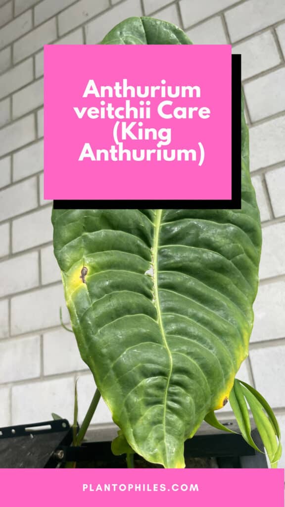 Anthurium veitchii Care (King Anthurium)