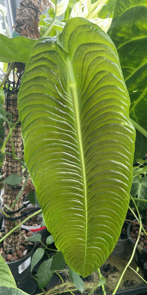 Anthurium veitchii narrow form