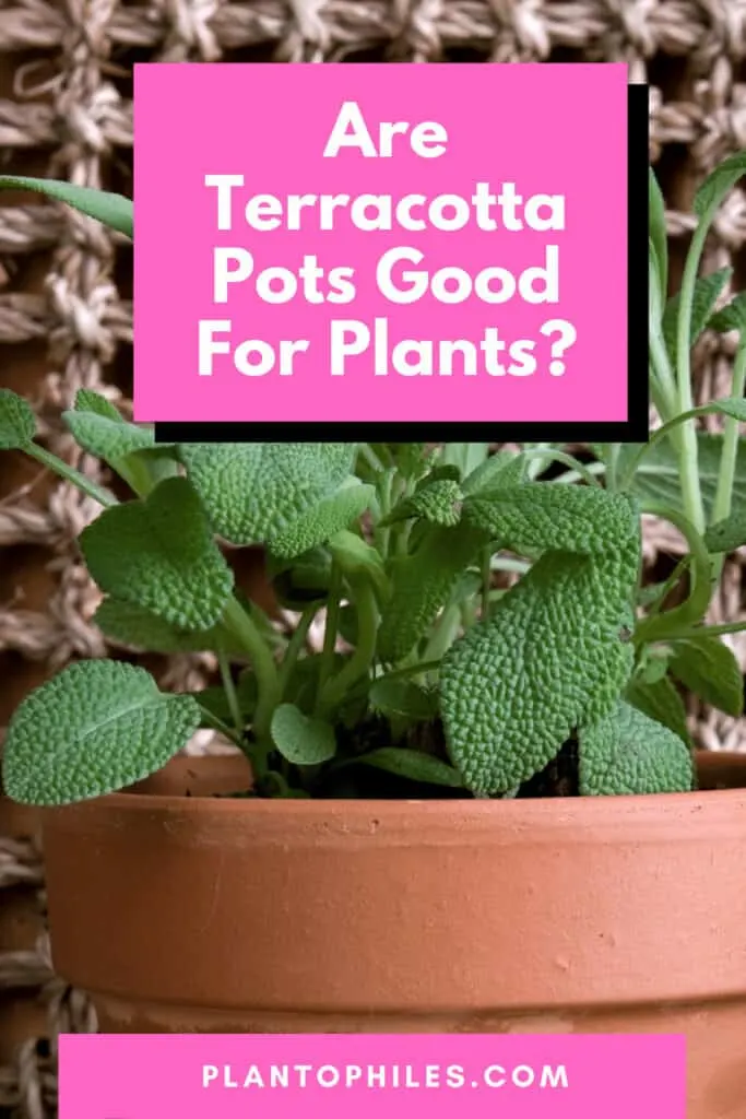Are Terracotta Pots Good For Plants?