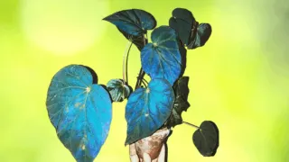 Begonia Pavonina Plant Care