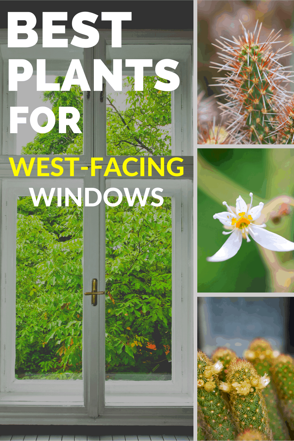 14 Best Plants For West Facing Windows   Best Plants For West Facing Windows 