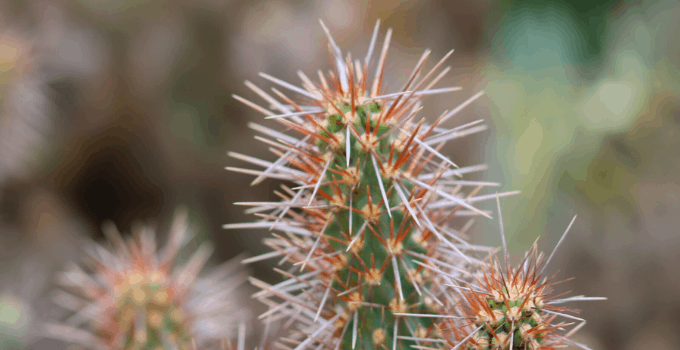 Best Plants for West-Facing Windows: Hedgehog Cactus