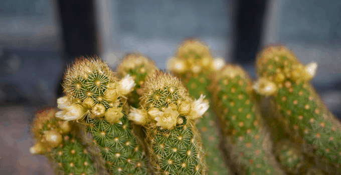 North-Facing Windows Plant: Mammillaria elongata (Gold Lace Cactus)