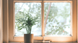 Best Plants for West-Facing Windows Featured Image