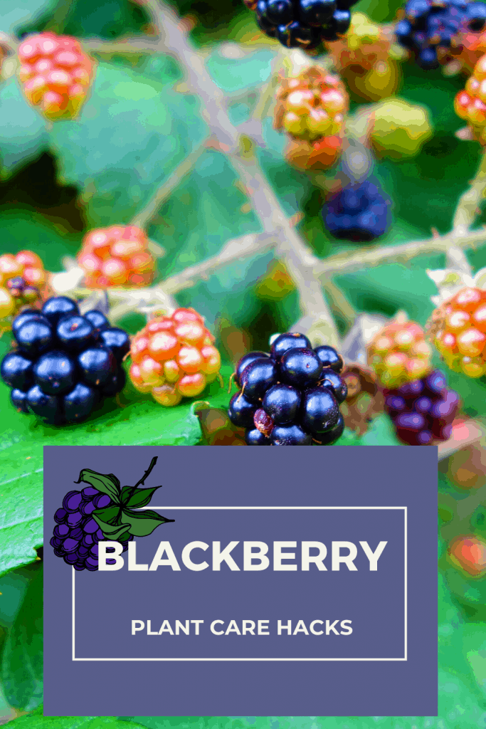 Blackberry (Rubus fruticosus) Best Plant Care Hacks