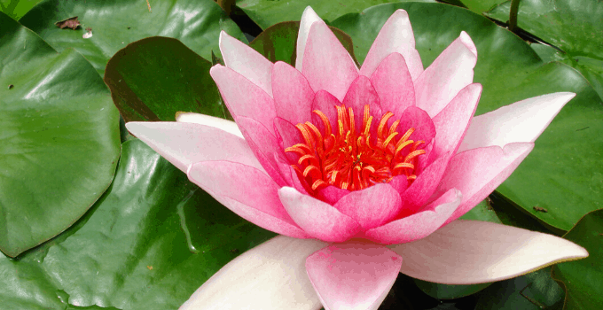 Close-Up of a Nymphaea Flower