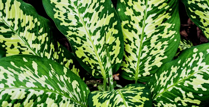 Dieffenbachia can survive without drainage holes
