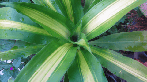 How To Care For A Mass Cane Plant – #1 Secrets Revealed