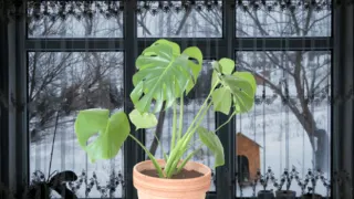 How Cold is Too Cold For Houseplants