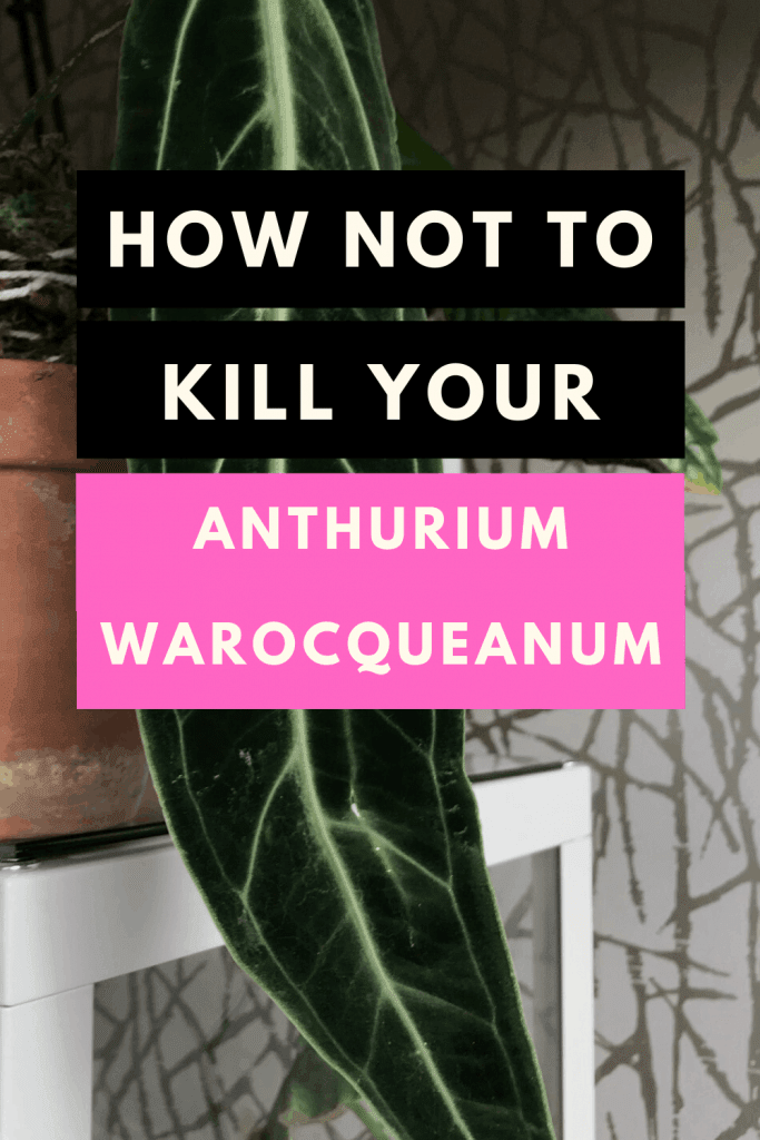 How NOT to kill your Anturium Warocqueanum