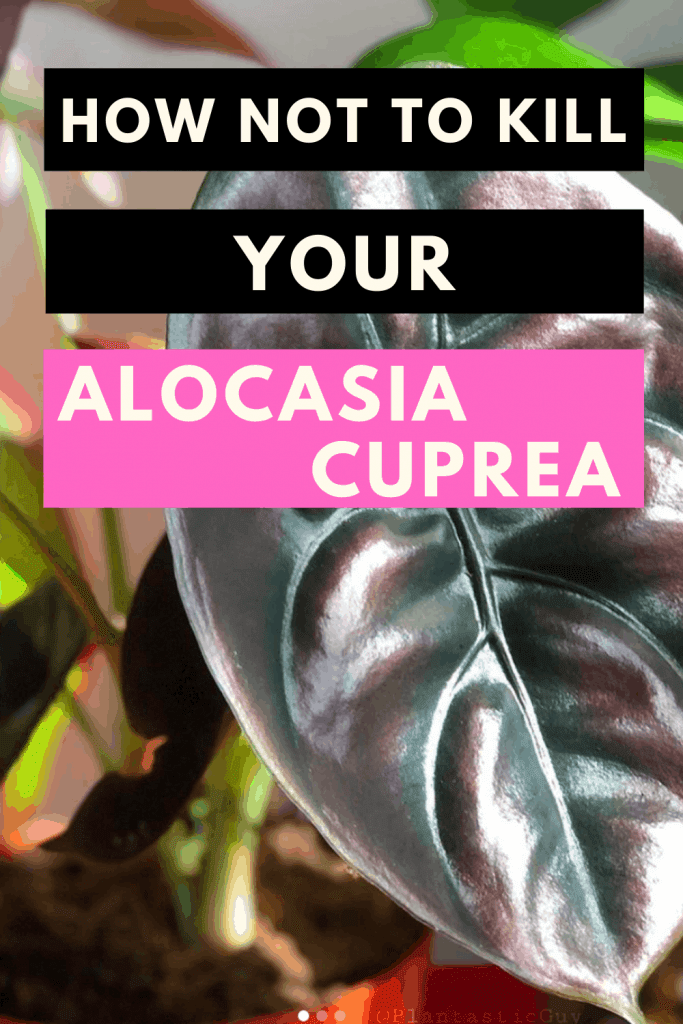 How Not To Kill Your Alocasia Cuprea New