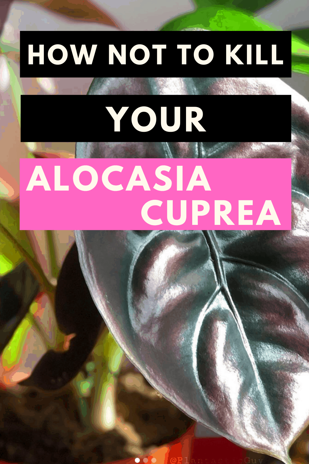 Alocasia Cuprea Plant Care #1 Best Hacks