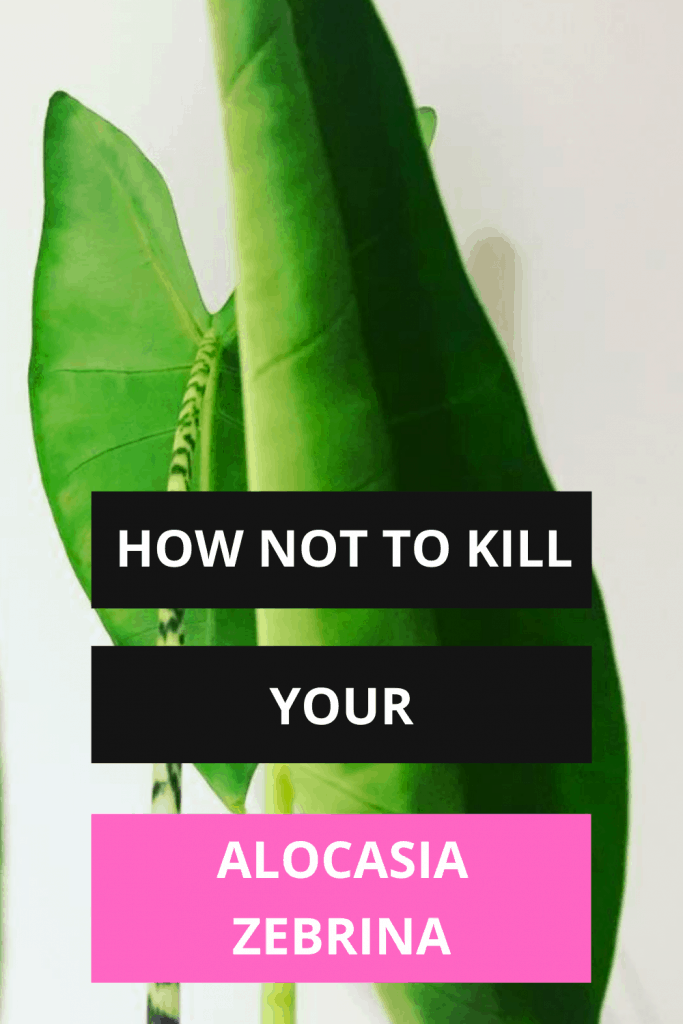 How Not To Kill Your Alocasia Zebrina