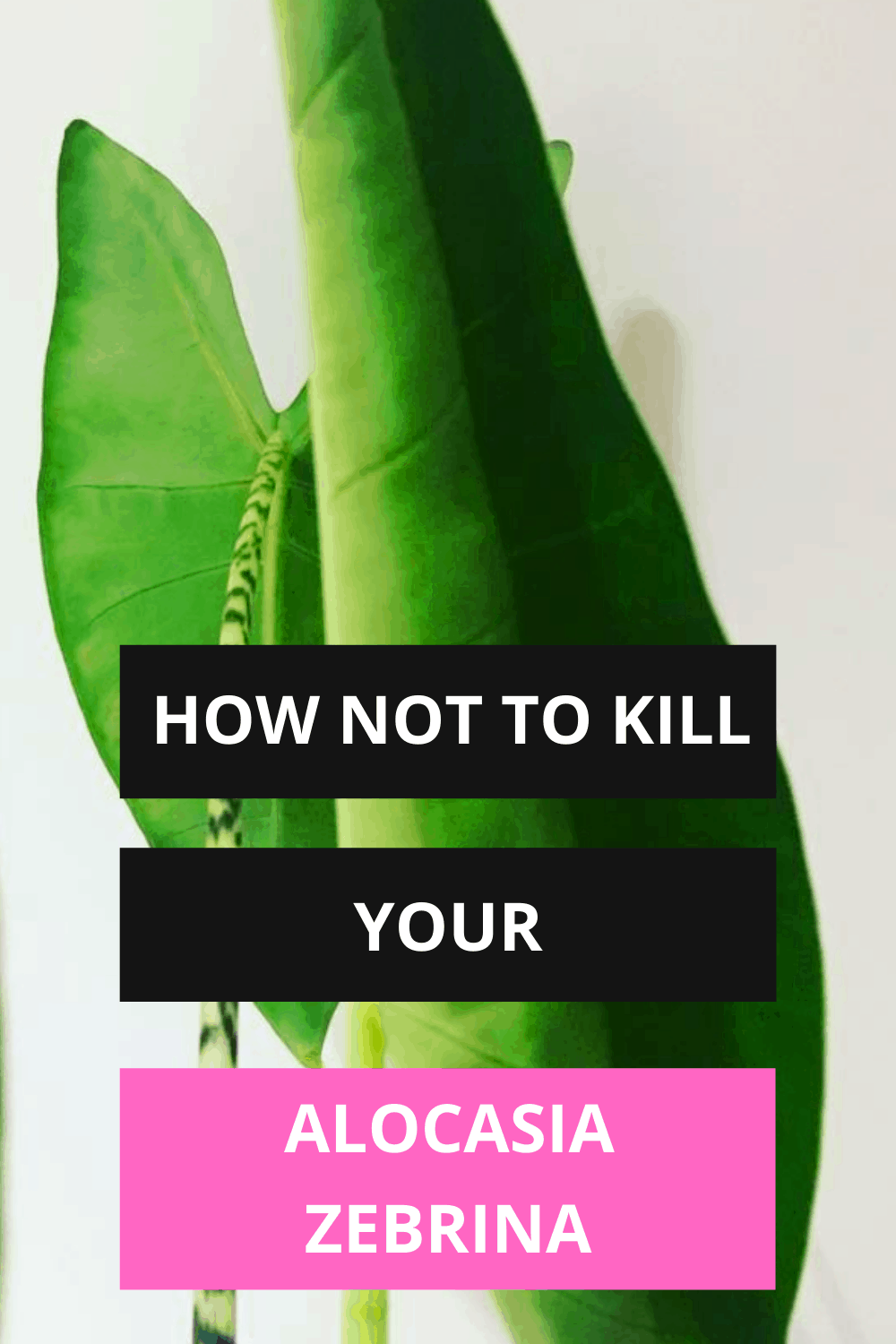 Alocasia Zebrina Care – #1 Best Tips