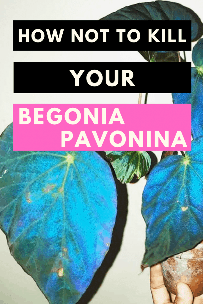 How Not To Kill Your Begonia Pavonina