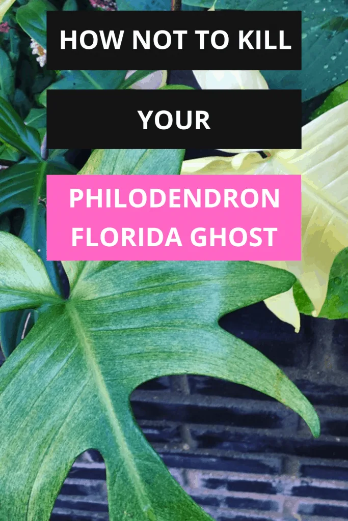 Philodendron Florida Ghost #1 Care Guide 1