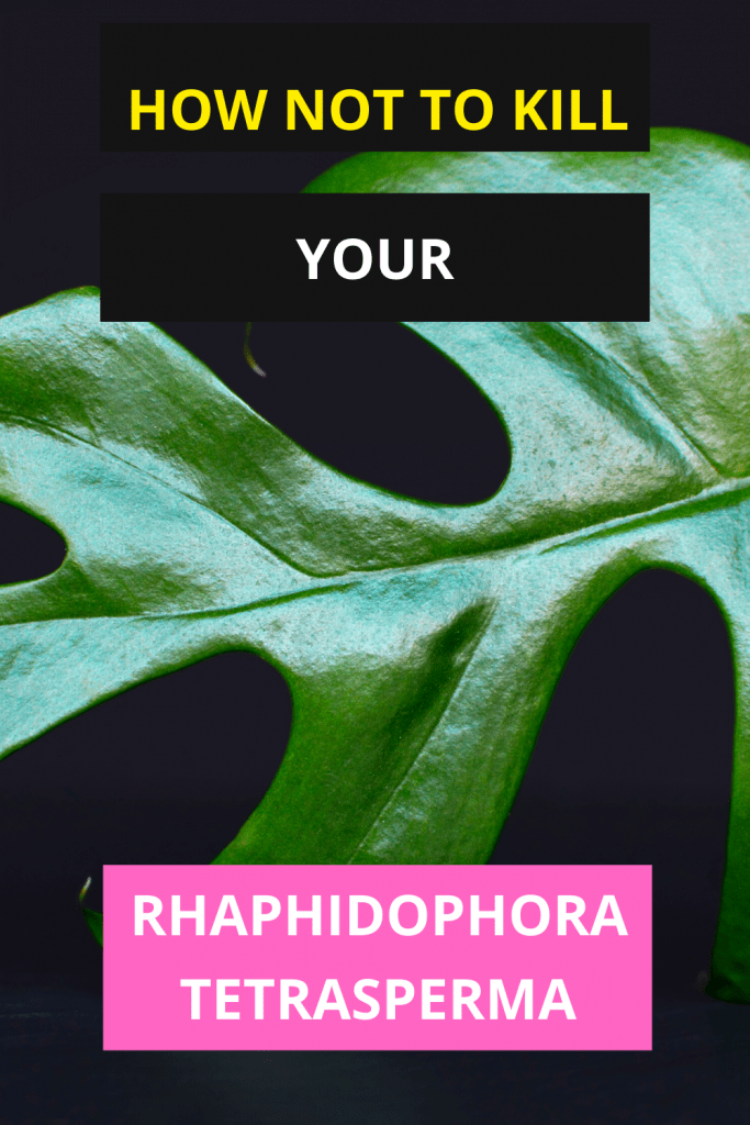 How Not To Kill Your Rhaphidophora Tetrasperma