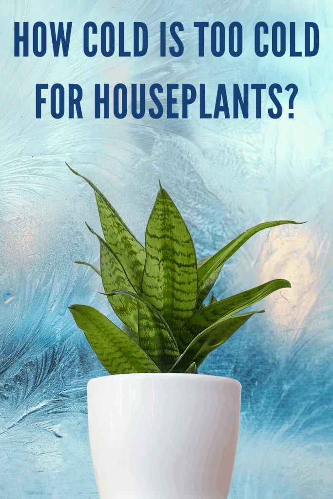 How cold is too cold for houseplants?