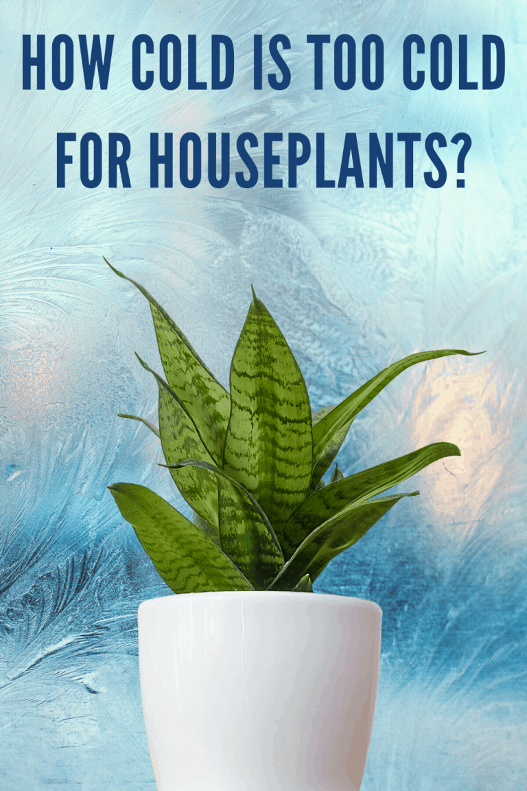 how-cold-is-too-cold-for-houseplants-here-s-the-answer